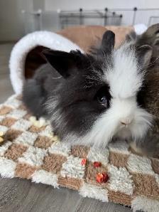 Three bunny siblings - blue eyed lionheads - Photo 5