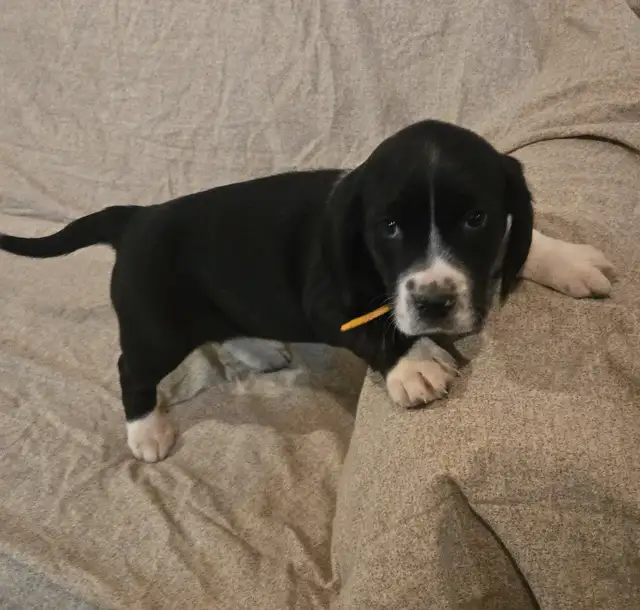 Springer Spaniel/Beagle Cross Female Puppies - Photo 2