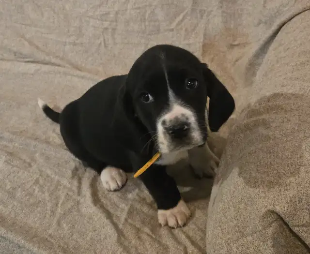 Springer Spaniel/Beagle Cross Female Puppies - Photo 3
