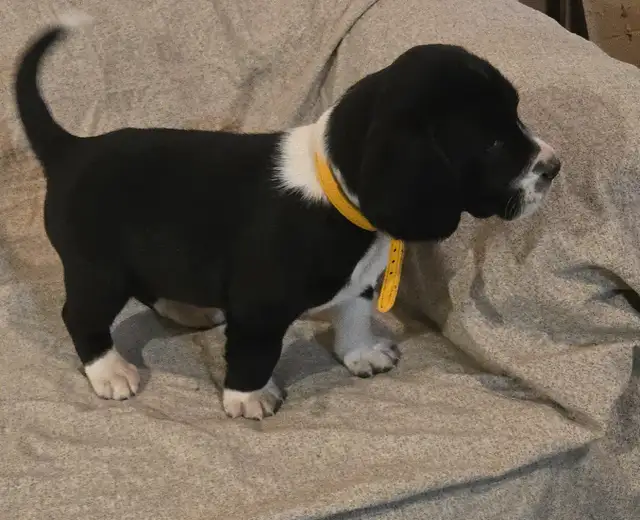 Springer Spaniel/Beagle Cross Female Puppies - Photo 4