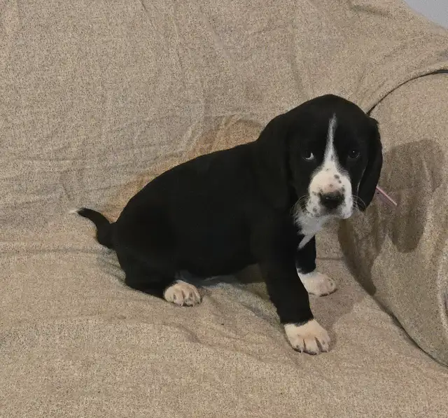 Springer Spaniel/Beagle Cross Female Puppies - Photo 5