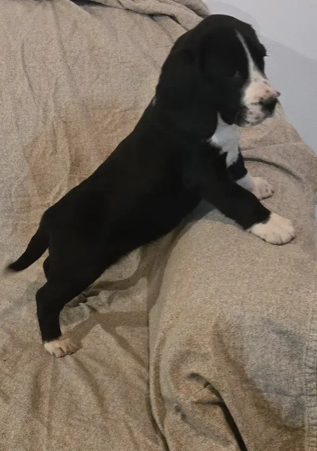 Springer Spaniel/Beagle Cross Female Puppies - Photo 6