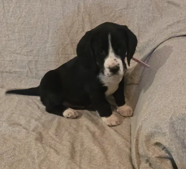 Springer Spaniel/Beagle Cross Female Puppies - Photo 7