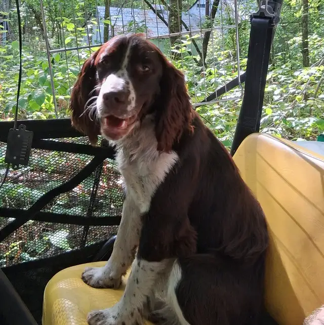 Springer Spaniel/Beagle Cross Female Puppies - Photo 9