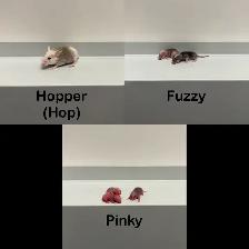 ASF Frozen Feeders - Photo 3