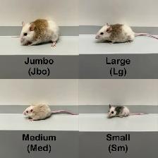 ASF Frozen Feeders - Photo 4