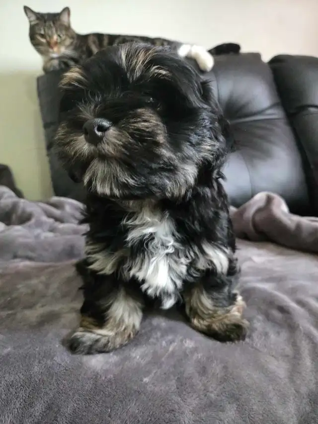 Havanese puppies