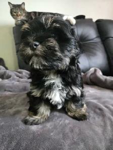 Havanese puppies