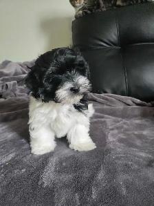 Havanese puppies - Photo 2