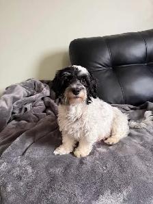 Havanese puppies - Photo 3