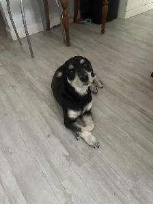 Havanese puppies - Photo 4