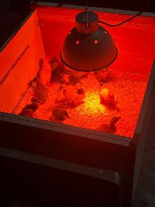 Baby Farm Mix Ducks For Sale