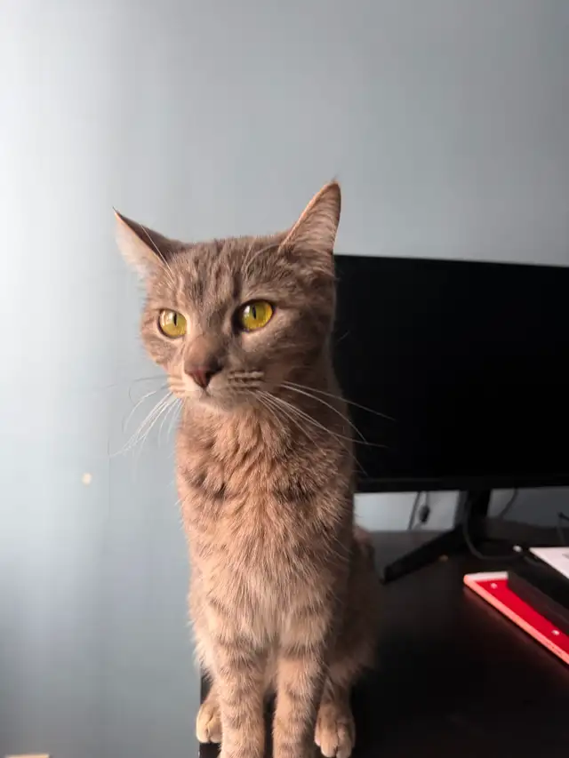 Chatte cherche une nouvelle famille