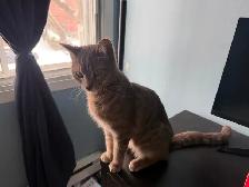 Chatte cherche une nouvelle famille - Photo 2