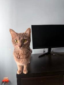 Chatte cherche une nouvelle famille - Photo 3