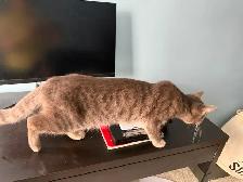 Chatte cherche une nouvelle famille - Photo 4