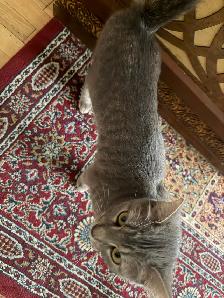 Chatte cherche une nouvelle famille - Photo 5