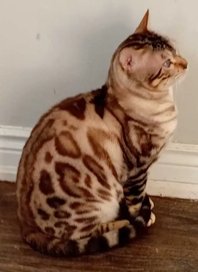 Bengal cat for sale