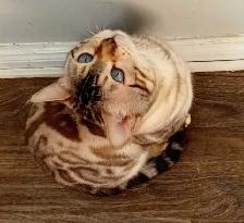 Bengal cat for sale - Photo 2