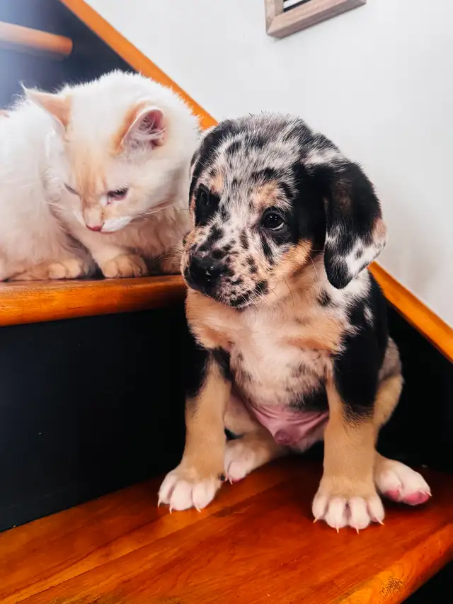 chiots bulldog x berger australien