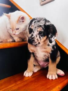 chiots bulldog x berger australien