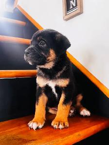 chiots bulldog x berger australien - Photo 2