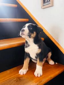 chiots bulldog x berger australien - Photo 3
