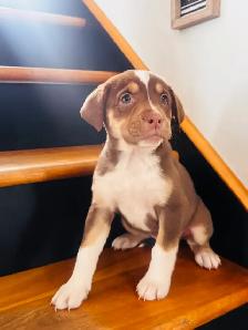 chiots bulldog x berger australien - Photo 4