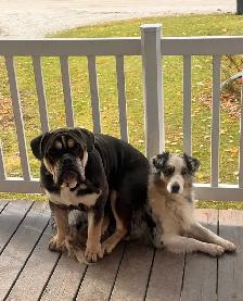 chiots bulldog x berger australien - Photo 5