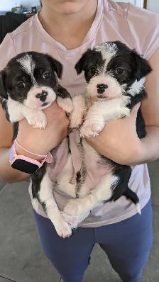 Chiots Boston-bichon 600$ prêts pour l'adoption