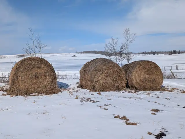 HAY for SALE
