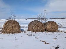 HAY for SALE