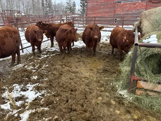 33 Red Angus cross Bred Heifers for sale