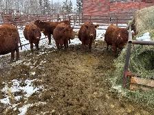 33 Red Angus cross Bred Heifers for sale