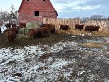 33 Red Angus cross Bred Heifers for sale - Photo 2