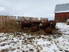 33 Red Angus cross Bred Heifers for sale - Photo 3