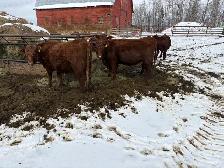 33 Red Angus cross Bred Heifers for sale - Photo 4