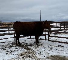 33 Red Angus cross Bred Heifers for sale - Photo 5