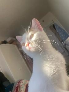 chat a donner - Photo 2