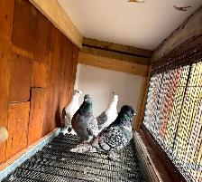 2 pairs of Pigeons for sale