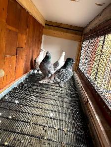 2 pairs of Pigeons for sale - Photo 2