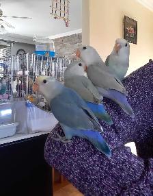 beaux bébés inséparables roseicollis nourrient à la main - Photo 6