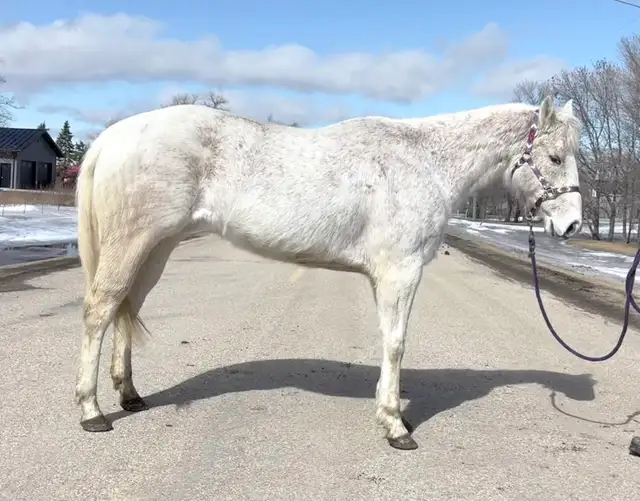 Quality AQHA Mare - Photo 2