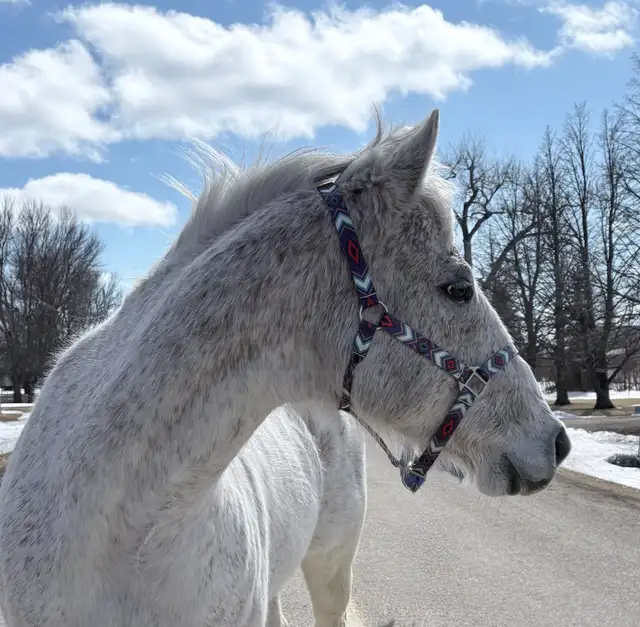 Quality AQHA Mare - Photo 3