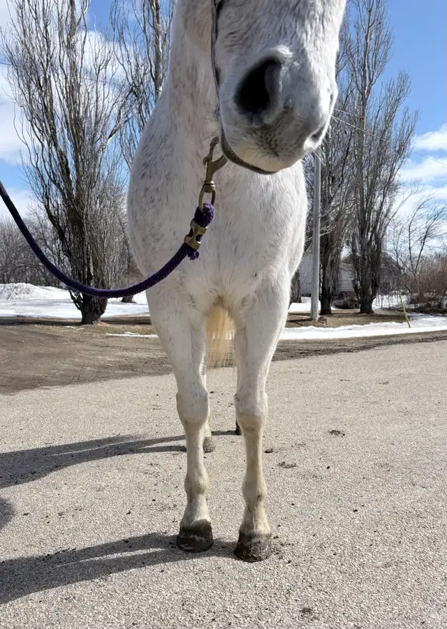 Quality AQHA Mare - Photo 4