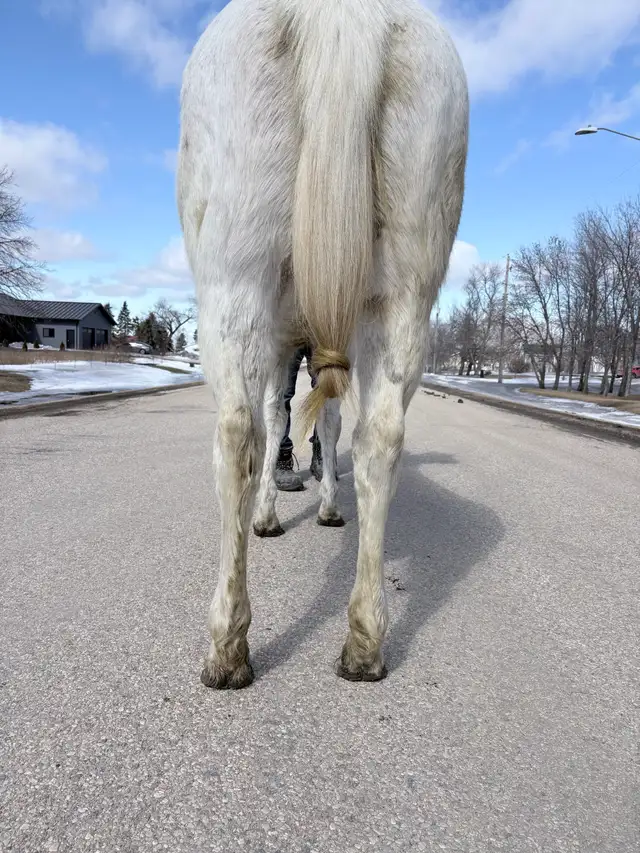 Quality AQHA Mare - Photo 5