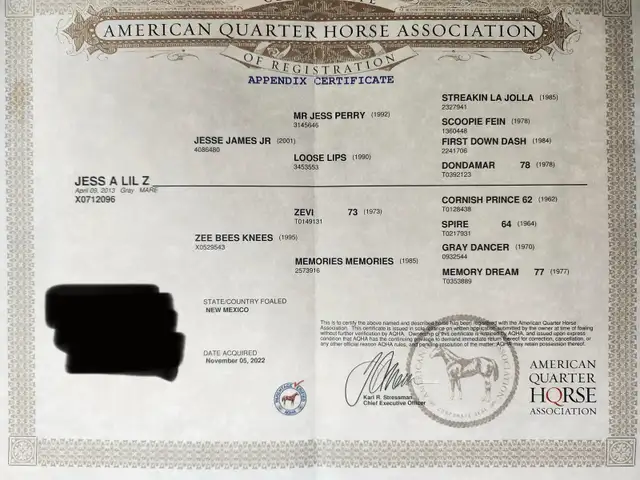 Quality AQHA Mare - Photo 8