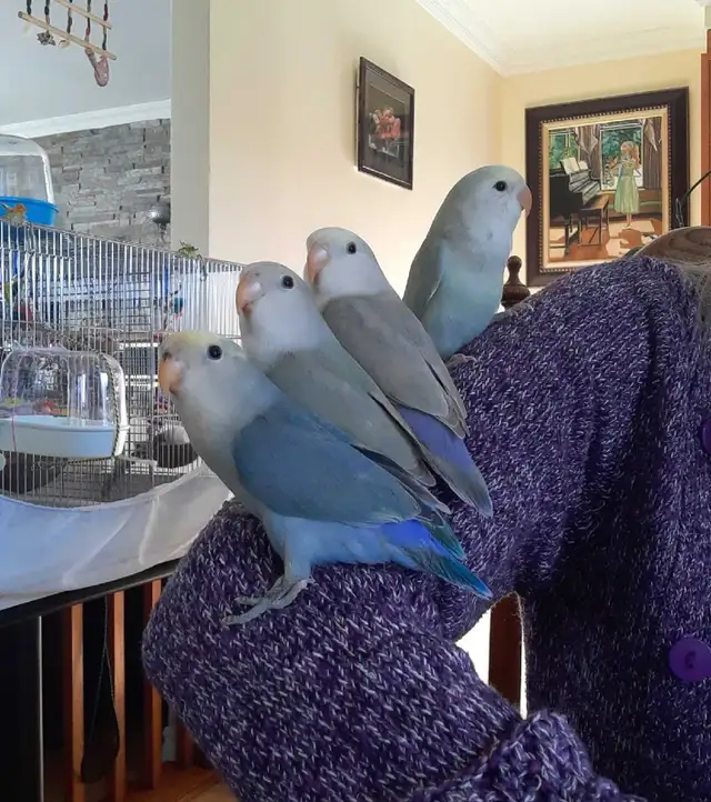 beaux bébés inséparables roseicollis nourrient à la main