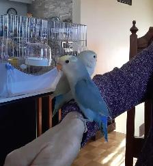 beaux bébés inséparables roseicollis nourrient à la main - Photo 4