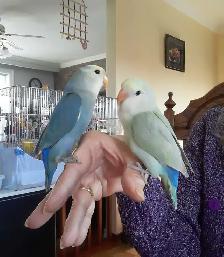 beaux bébés inséparables roseicollis nourrient à la main - Photo 5